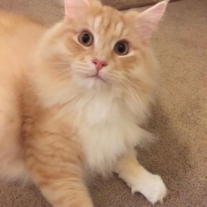 Meet your Posher, Tara